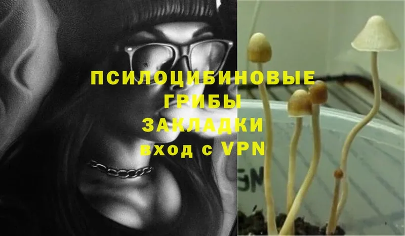 Галлюциногенные грибы Psilocybine cubensis  Правдинск 